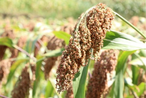 李強 持續增強糧食等重要農產品穩產保供能力，為實現全年糧食產量目標奠定堅實基礎